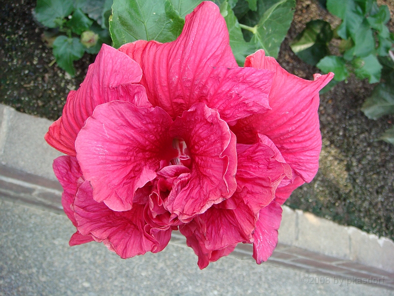 350 Longwood Gardens [2008 August 23].JPG - Longwood Gardens in Pennsylvania